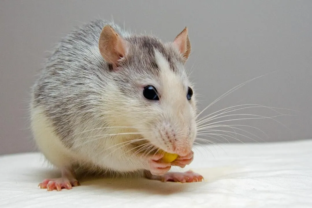 rata comiendo